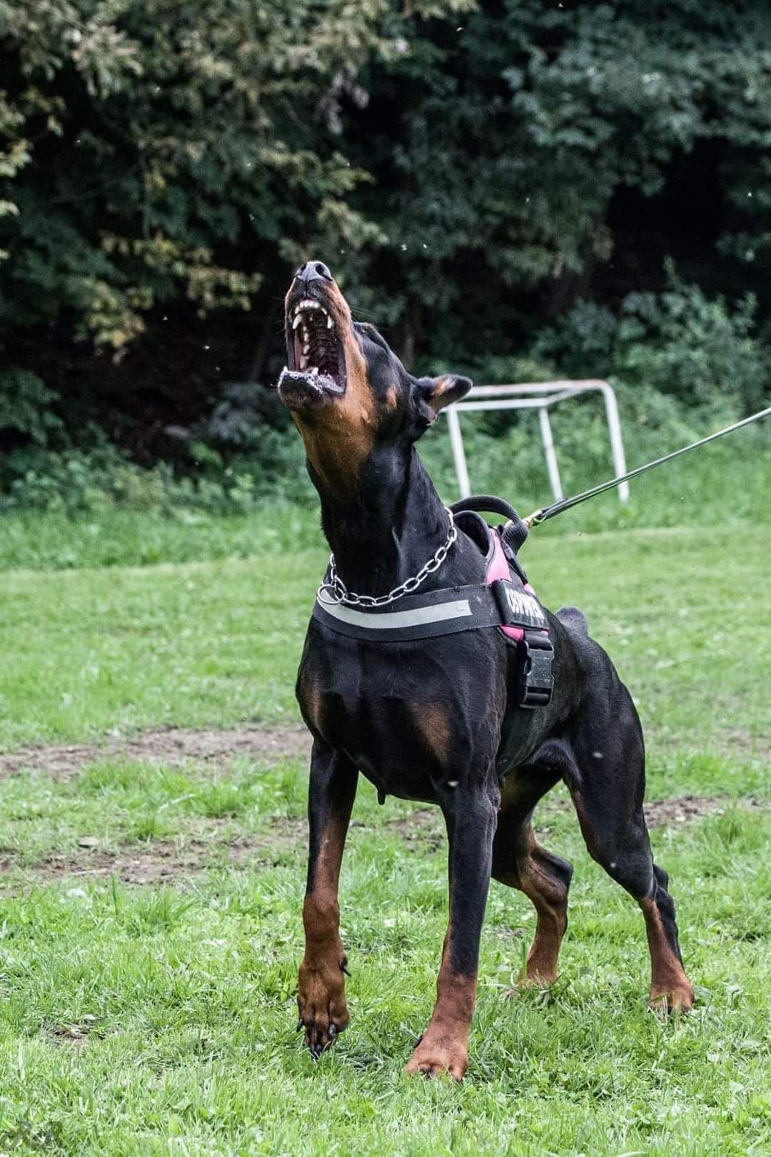 Top European Dobermann Puppies Available breeder image 24
