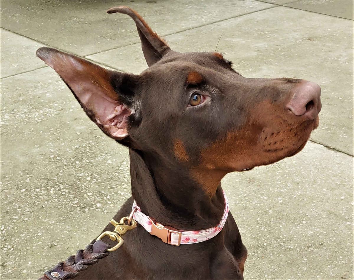 Top European Dobermann Puppies Available breeder image 25