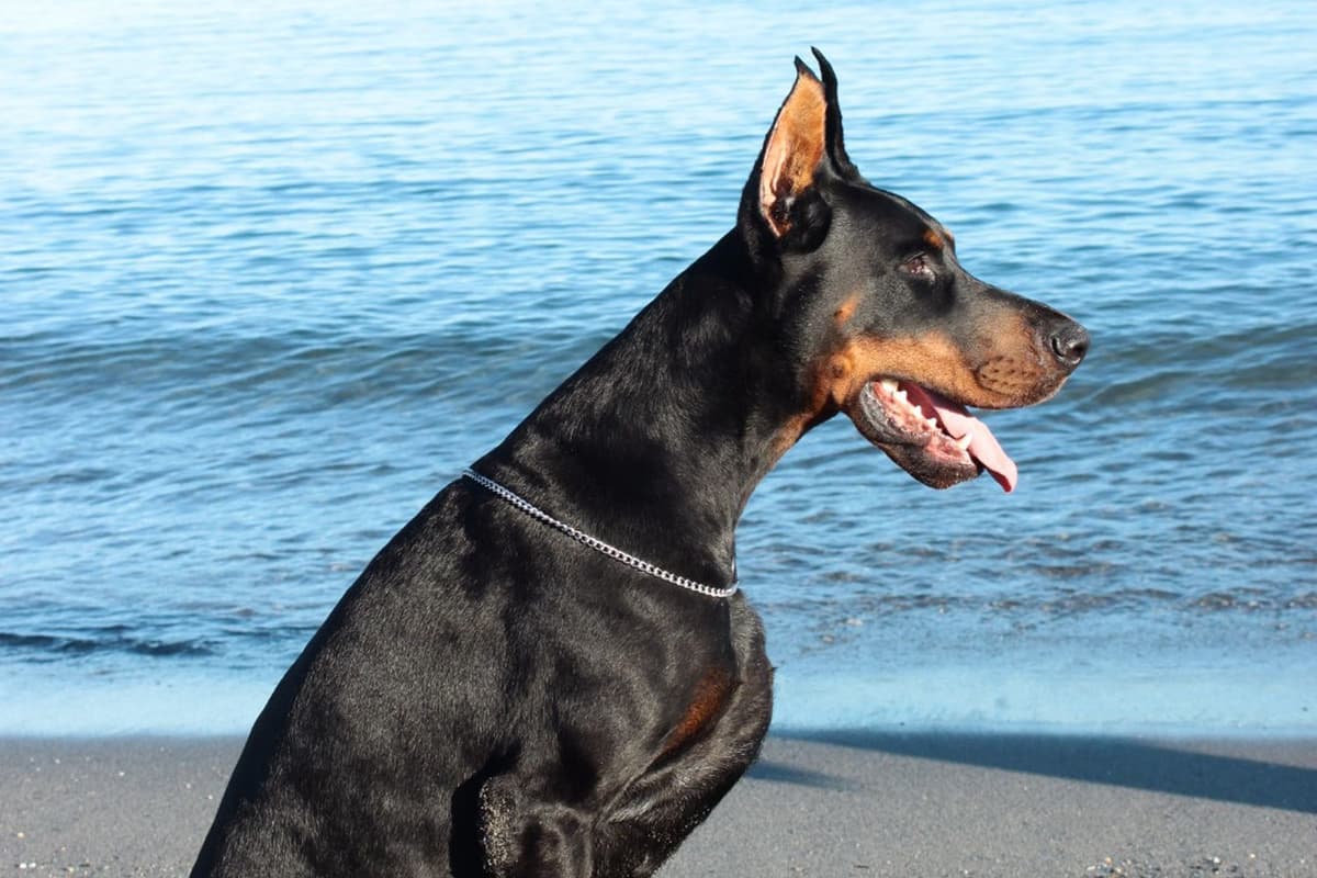 Top European Dobermann Puppies Available breeder image 26