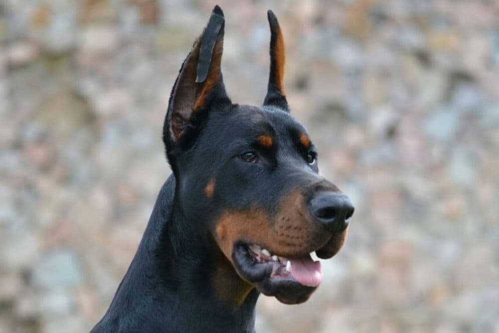 Top European Dobermann Puppies Available breeder image 27