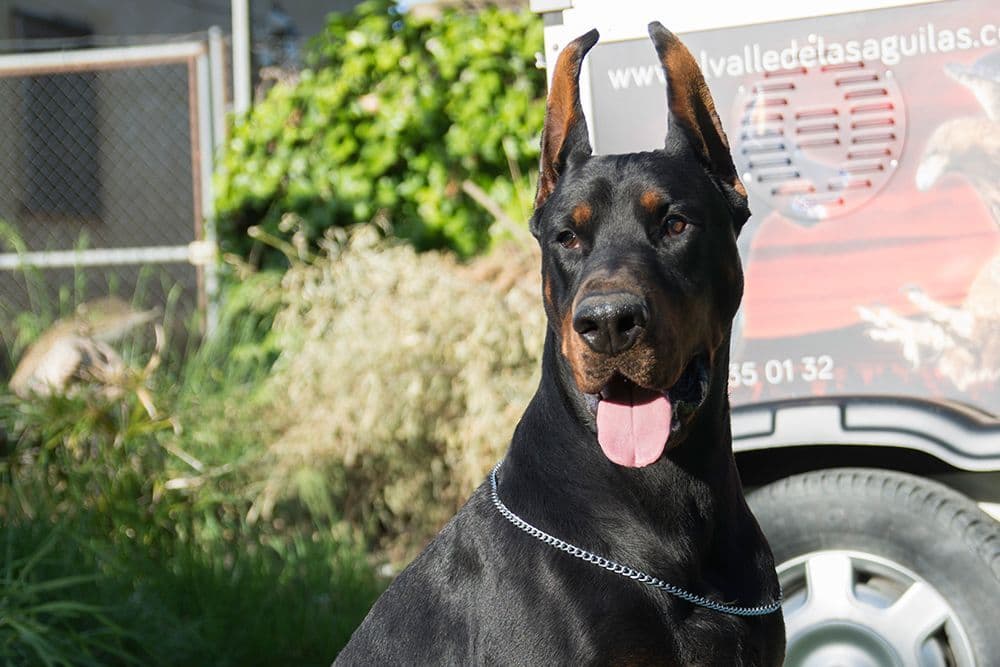 Top European Dobermann Puppies Available breeder image 28