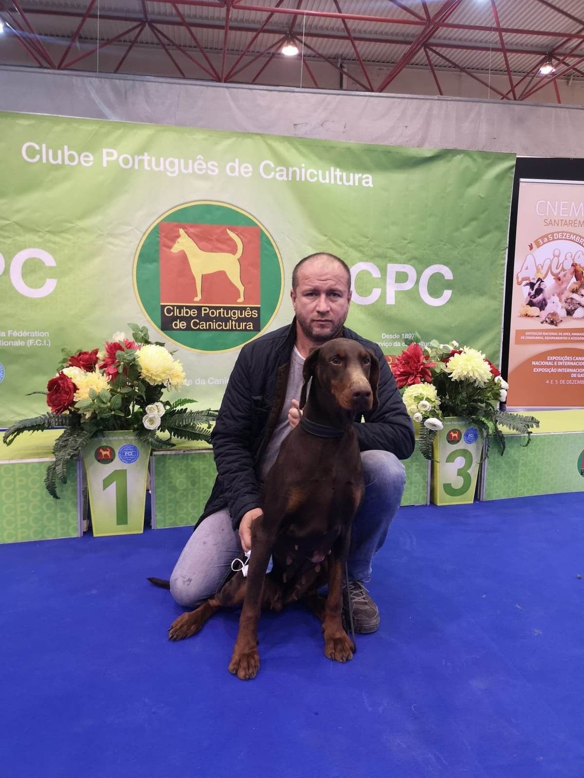 Top European Dobermann Puppies Available breeder image 29