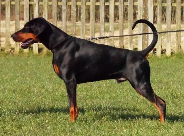 Top European Dobermann Puppies Available media 2