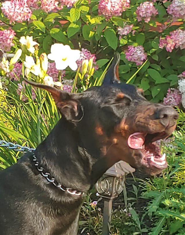 Top European Dobermann Puppies Available media 5