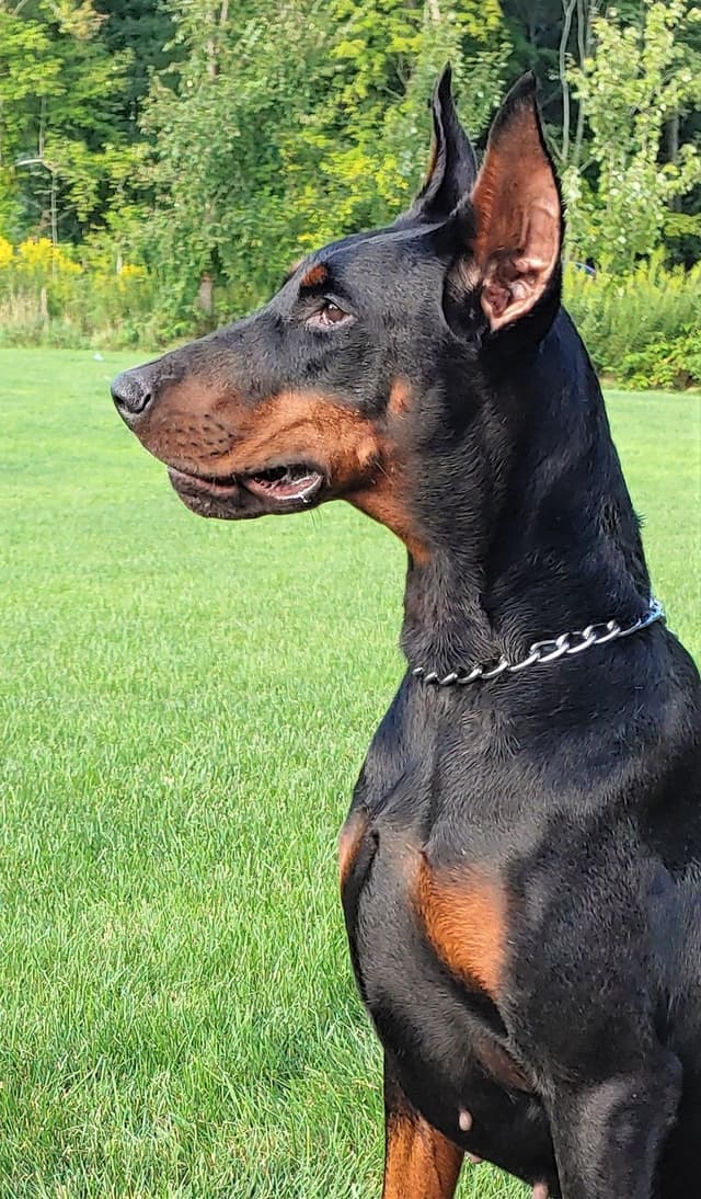 Top European Dobermann Puppies Available media 6