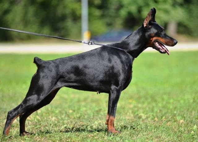 Top European Dobermann Puppies Available media 4