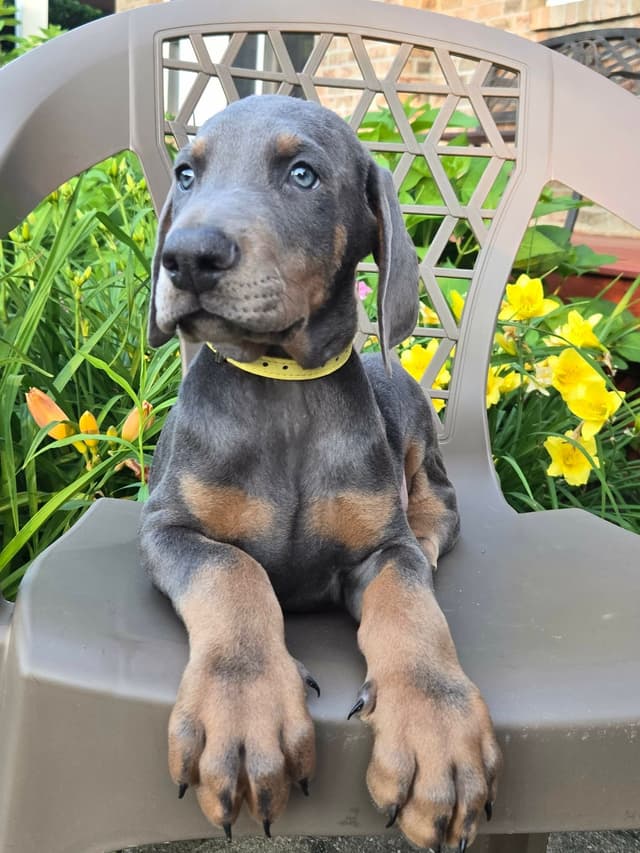 Top European Dobermann Puppies Available media 7