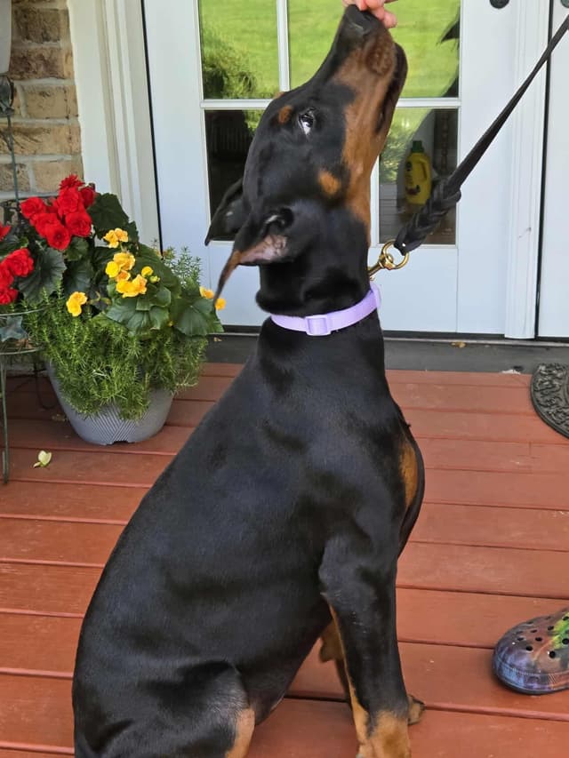 Top European Dobermann Puppies Available media 8