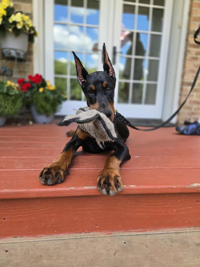 Top European Dobermann Puppies Available media 9
