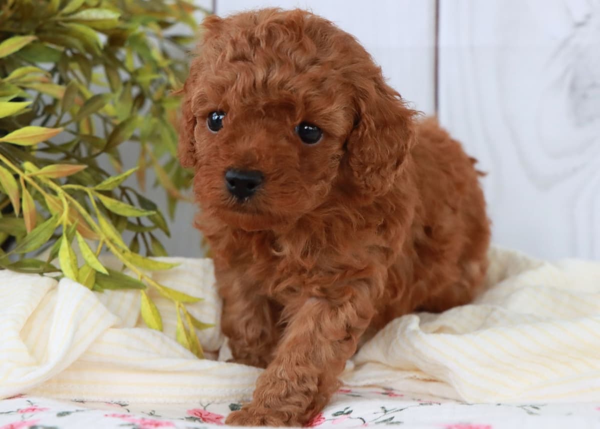 Cavalier King Charles Spaniel Puppies breeder image 1