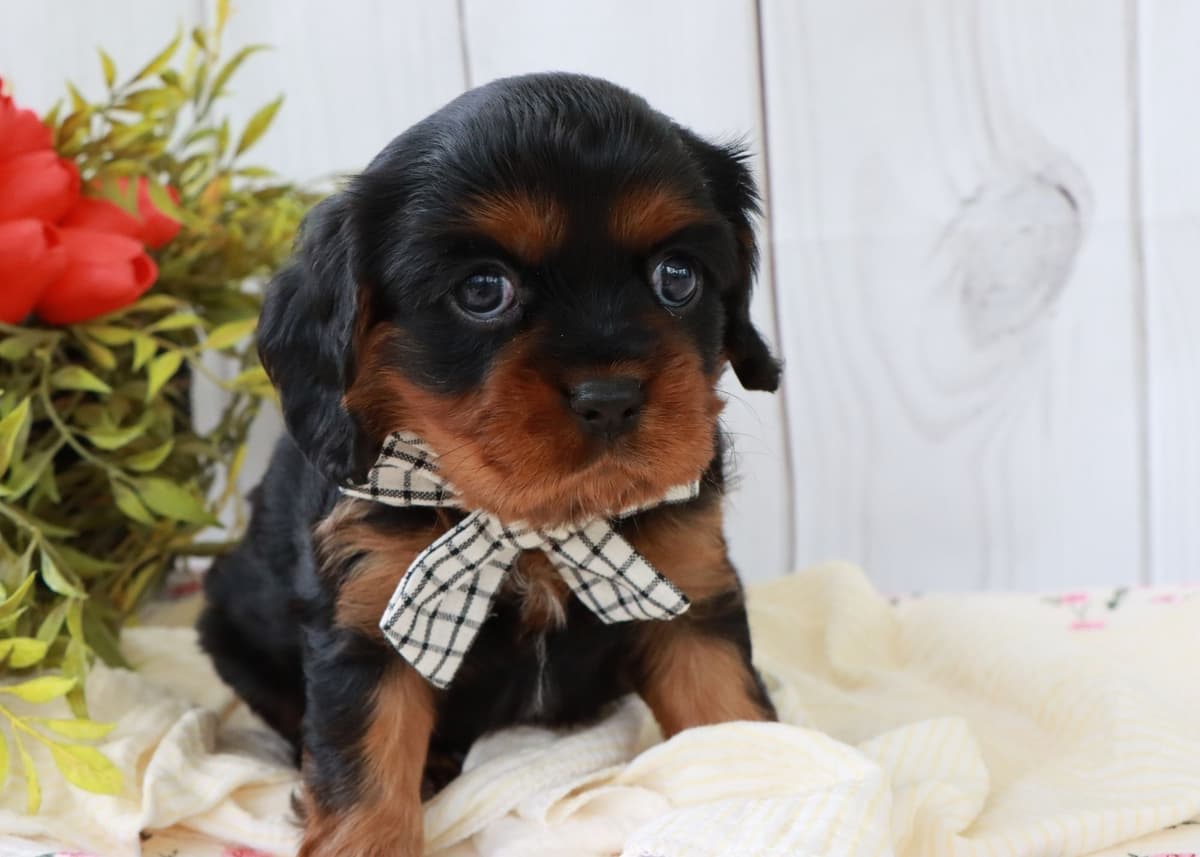 Cavalier King Charles Spaniel Puppies breeder image 4