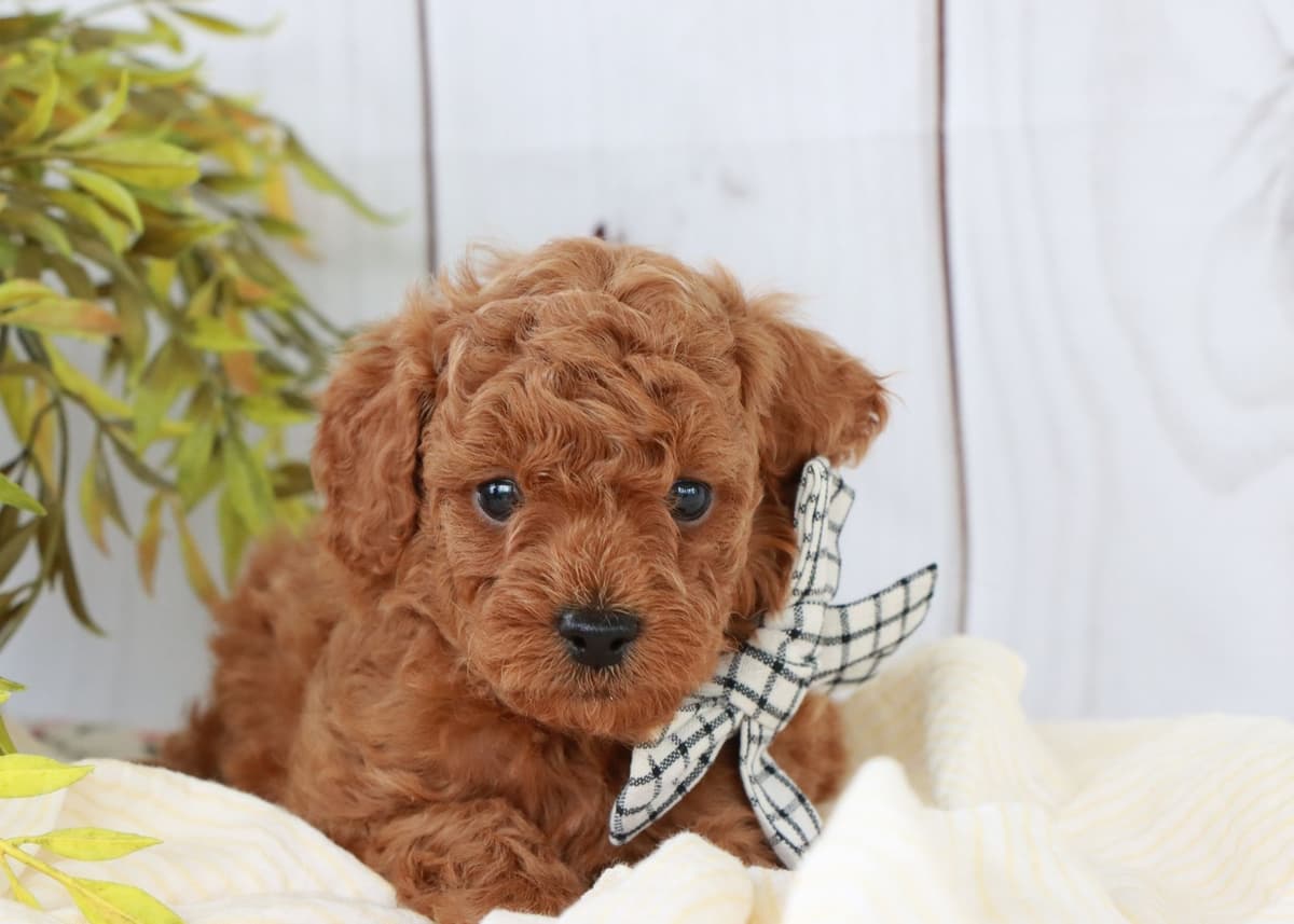 Cavalier King Charles Spaniel Puppies breeder image 2