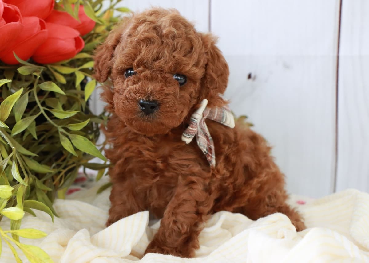 Cavalier King Charles Spaniel Puppies breeder image 5