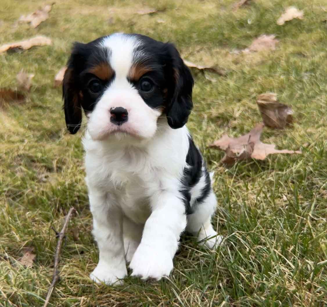 Cavalier King Charles Spaniel Puppies breeder image 8