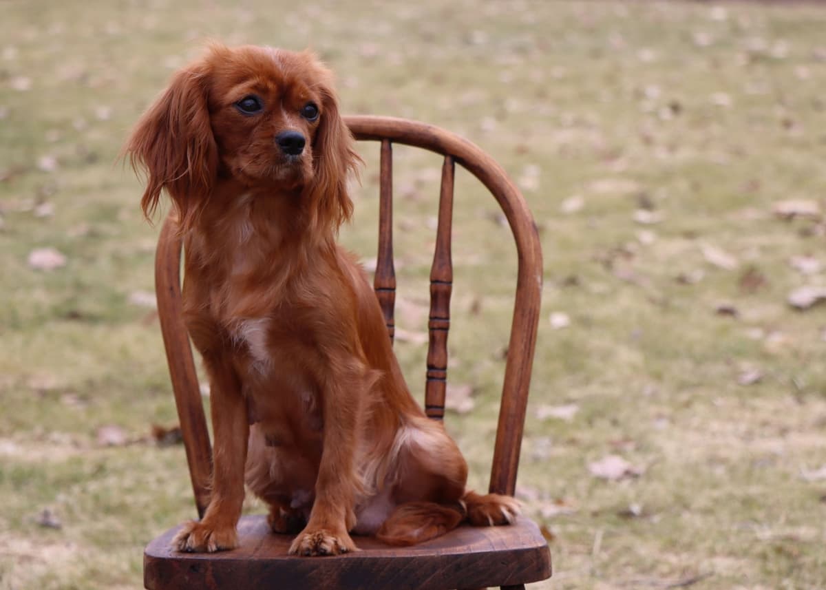 Cavalier King Charles Spaniel Puppies breeder image 9