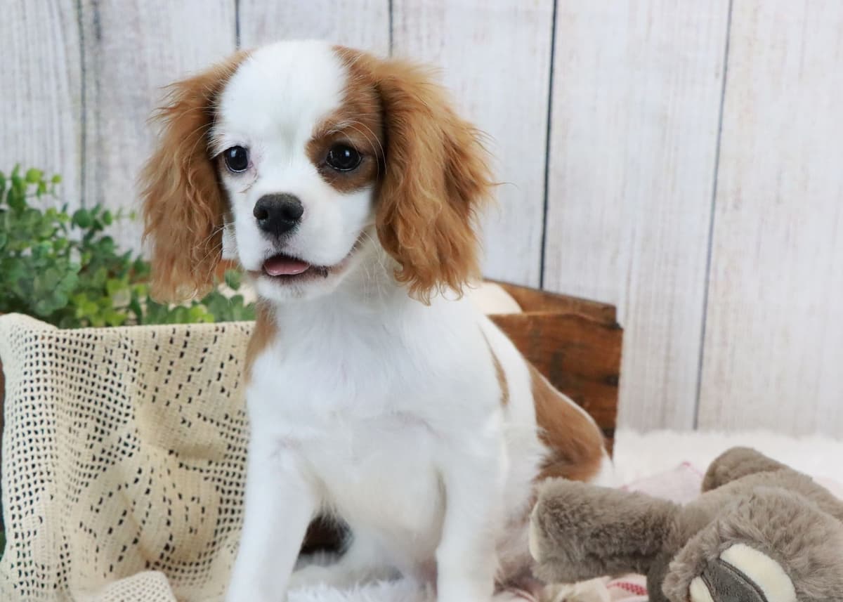 Cavalier King Charles Spaniel Puppies breeder image 10