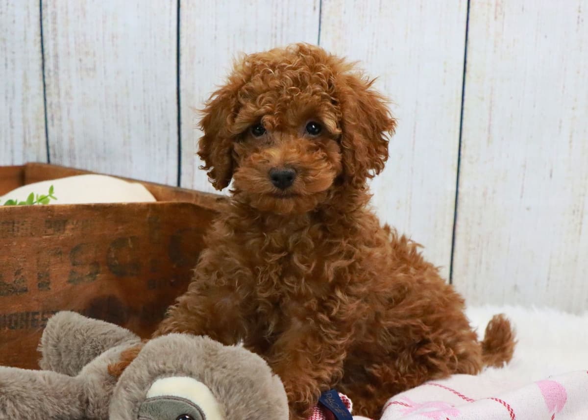 Cavalier King Charles Spaniel Puppies breeder image 11
