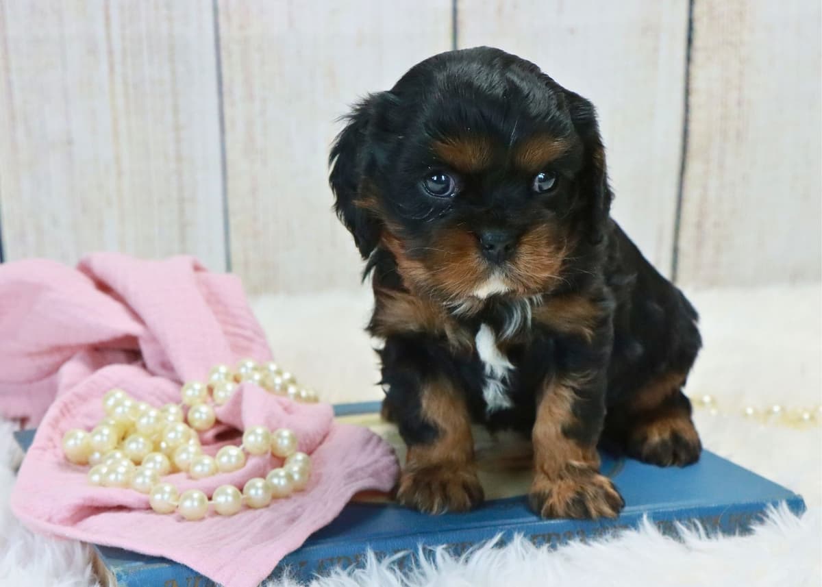 Cavalier King Charles Spaniel Puppies breeder image 12