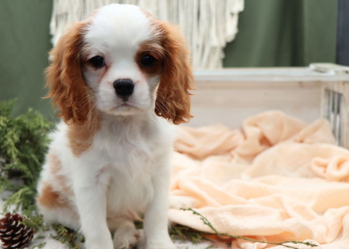 Cavalier King Charles Spaniel Puppies breeder image 14
