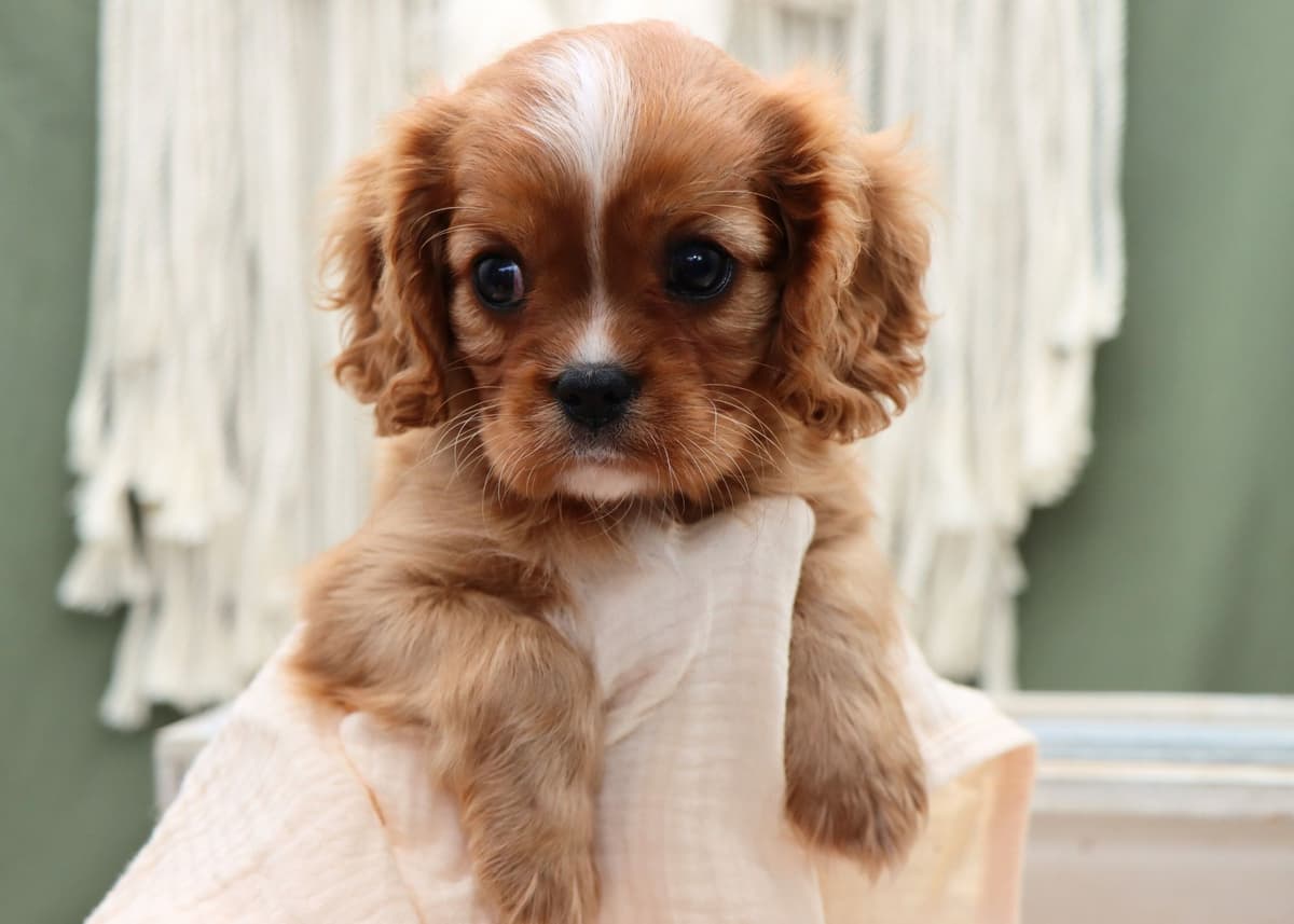 Cavalier King Charles Spaniel Puppies breeder image 15