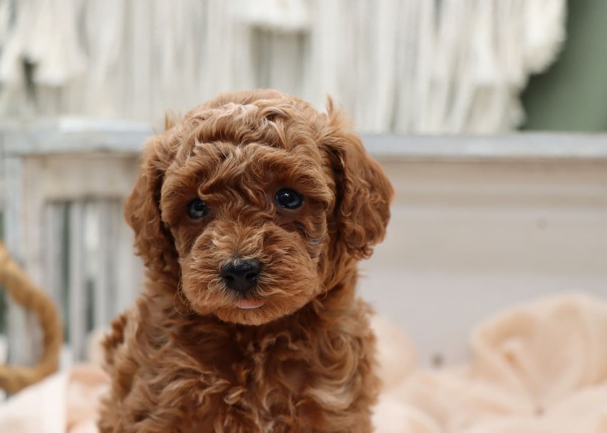 Cavalier King Charles Spaniel Puppies breeder image 16