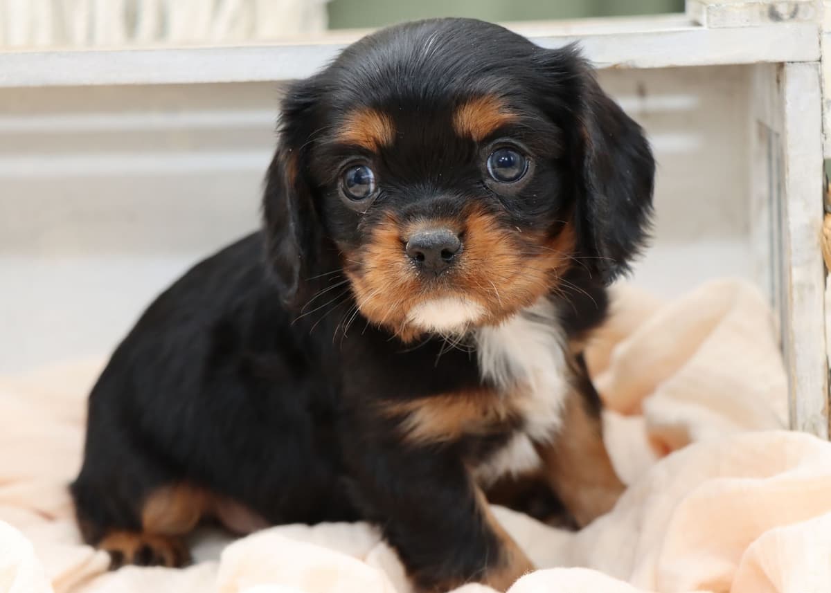 Cavalier King Charles Spaniel Puppies breeder image 17