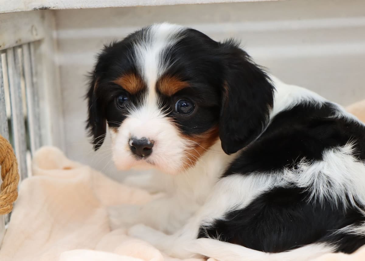 Cavalier King Charles Spaniel Puppies breeder image 18