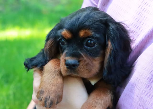 Cavalier King Charles Spaniel Puppies | www.woodlandcanines.com | IN media 2