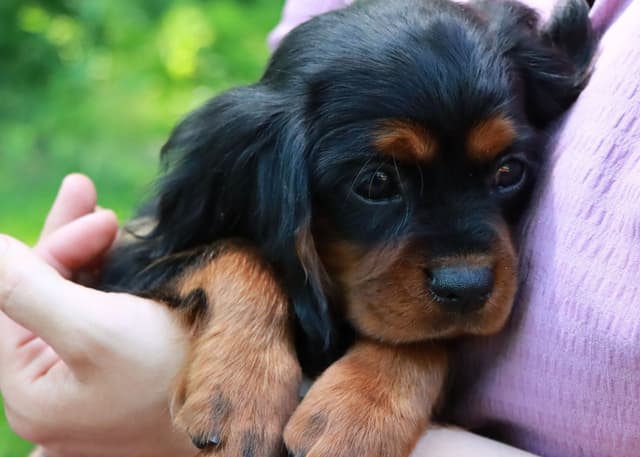 Cavalier King Charles Spaniel Puppies | www.woodlandcanines.com | IN media 3