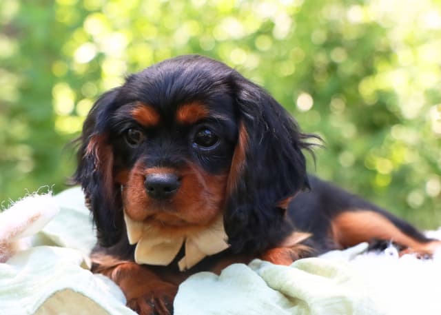 Cavalier King Charles Spaniel Puppies | www.woodlandcanines.com | IN media 4