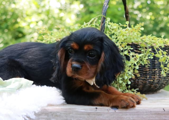 Cavalier King Charles Spaniel Puppies | www.woodlandcanines.com | IN media 5