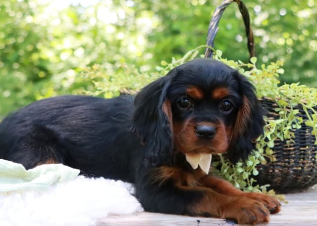 Cavalier King Charles Spaniel Puppies | www.woodlandcanines.com | IN media 7