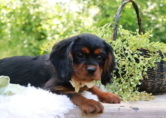 Cavalier King Charles Spaniel Puppies | www.woodlandcanines.com | IN media 9