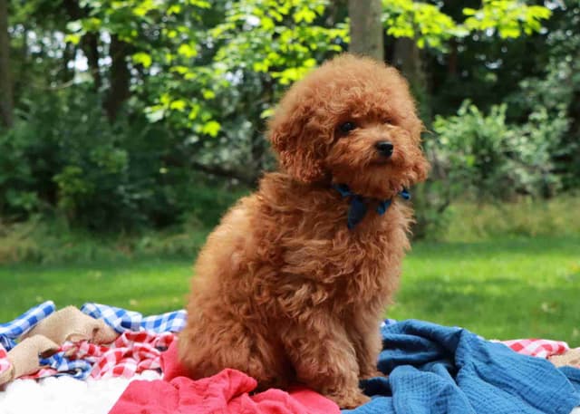 Toy Poodle Puppies | visit us at www.woodlandcanines.com media 2