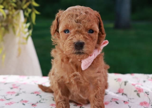 Toy Poodle Puppies media 2