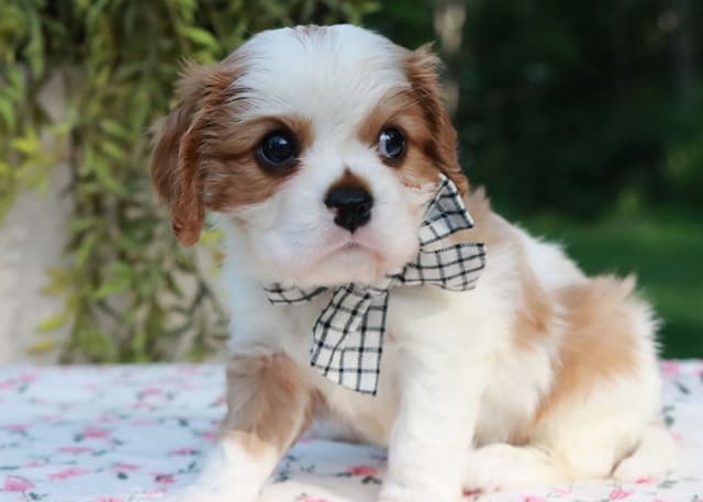 Cavalier King Charles Spaniel Puppies media 3