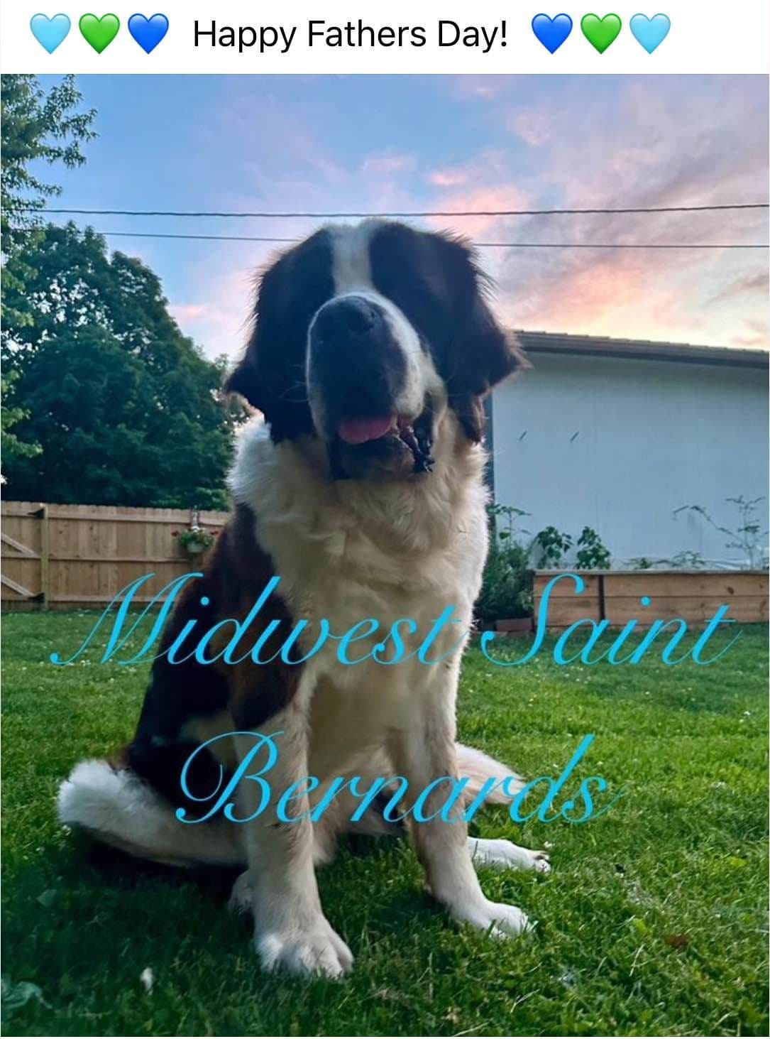 Saint Bernard Puppies breeder image 4