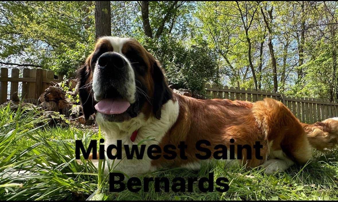 Saint Bernard Puppies breeder image 3