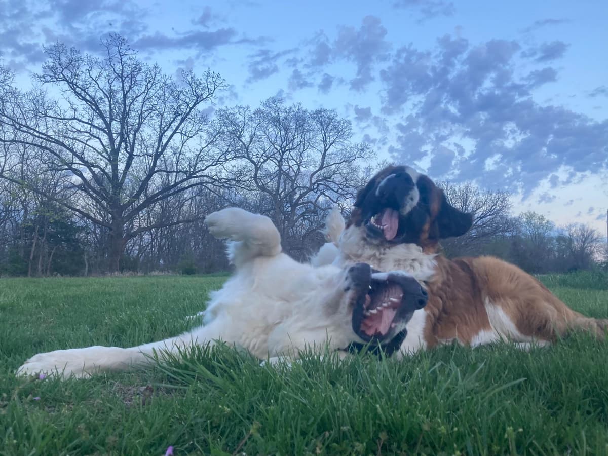 Saint Bernard Puppies breeder image 1