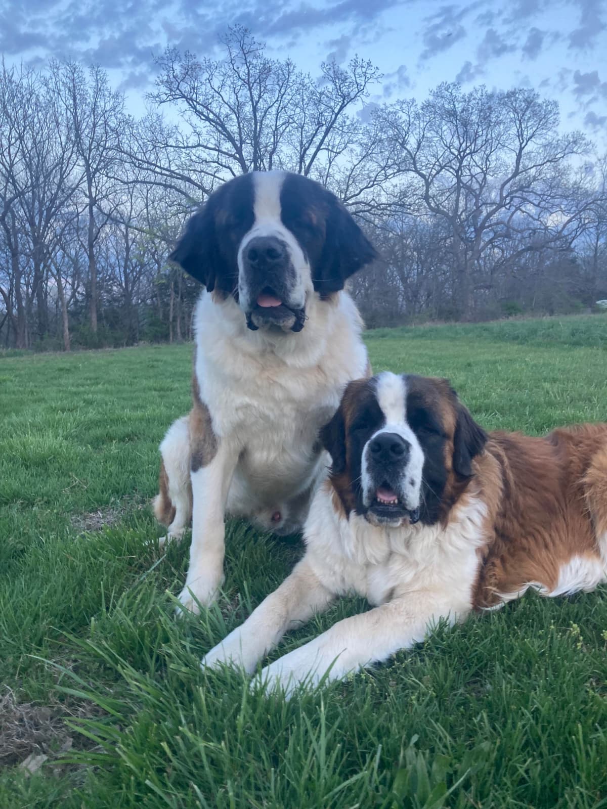 Saint Bernard Puppies breeder image 5