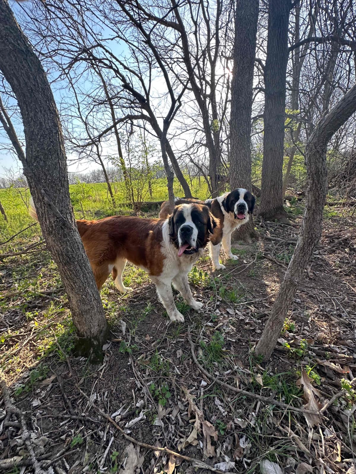 Saint Bernard Puppies breeder image 6