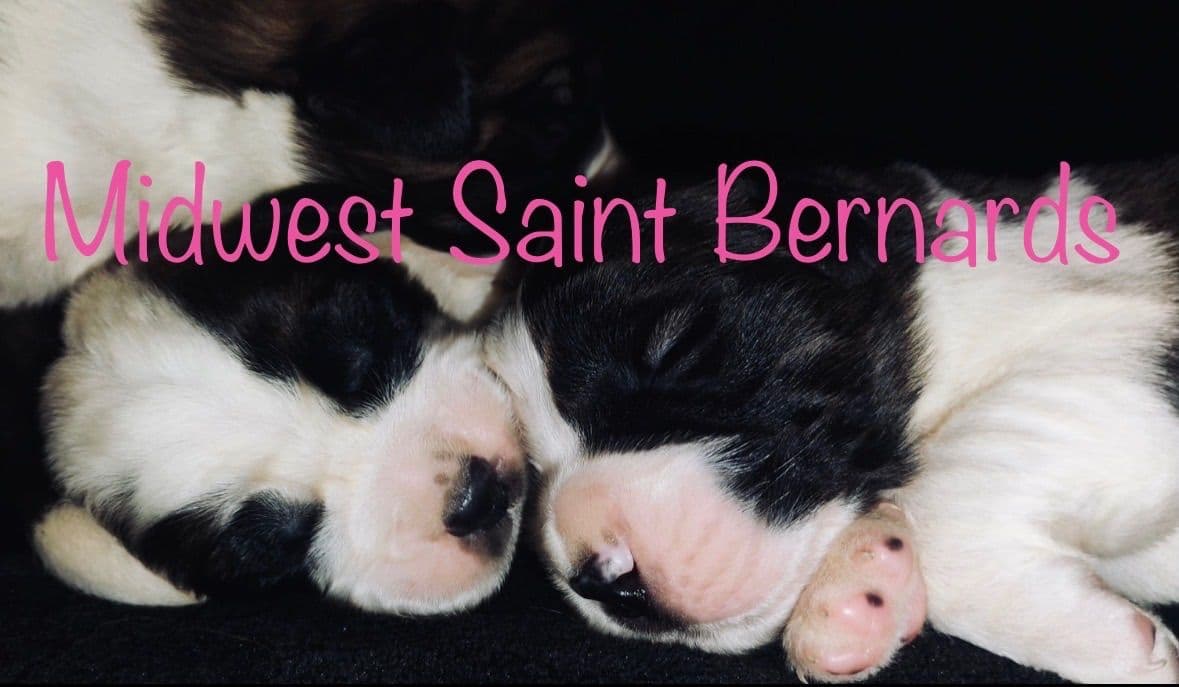 Saint Bernard Puppies breeder image 7