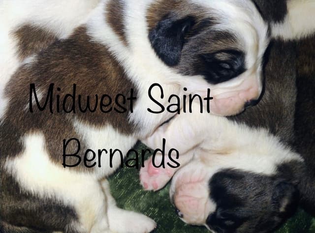 Saint Bernard Puppies media 2