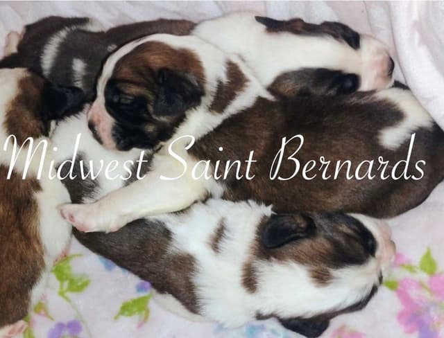Saint Bernard Puppies media 3