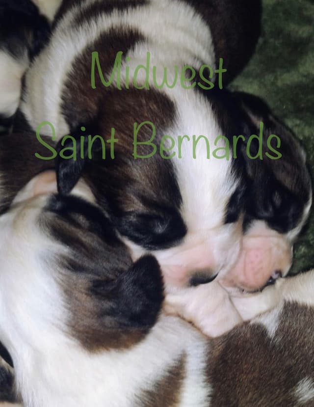 Saint Bernard Puppies media 5