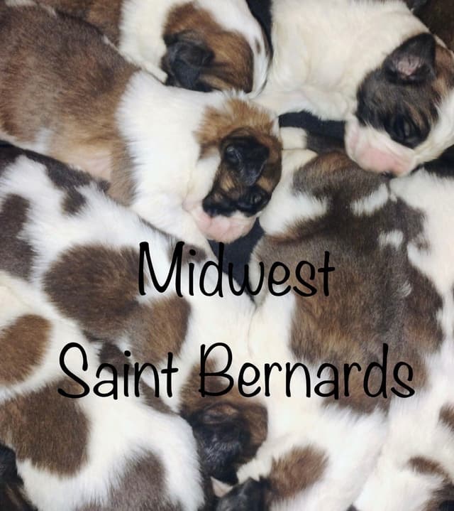 Saint Bernard Puppies media 6