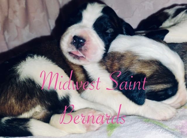 Saint Bernard Puppies media 7