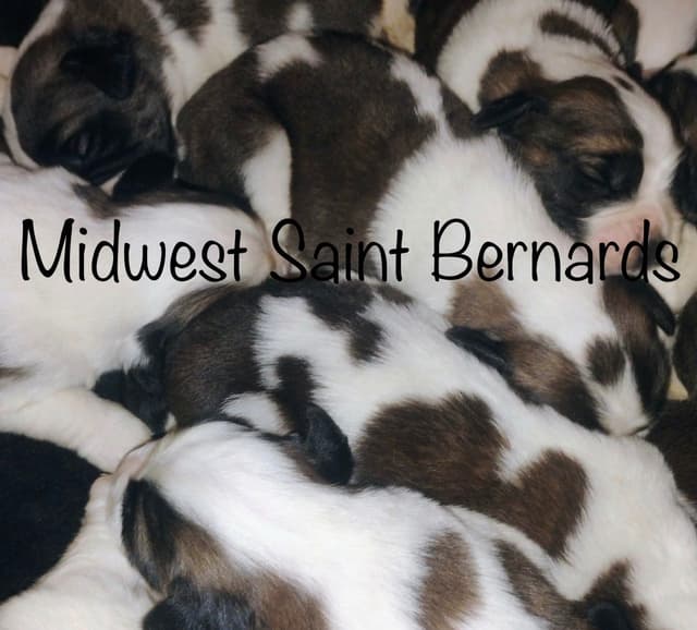 Saint Bernard Puppies media 8