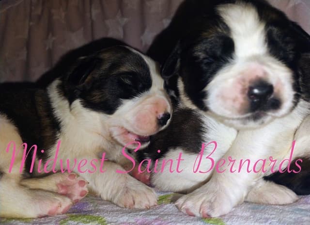Saint Bernard Puppies media 9