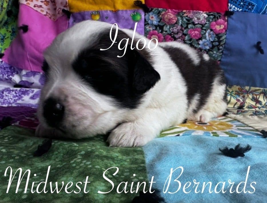 Saint Bernard Puppies breeder image 11